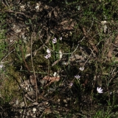 Caladenia carnea (Pink Fingers) at Burrinjuck Nature Reserve - 28 Sep 2016 by RyuCallaway