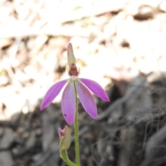 Caladenia carnea (Pink Fingers) at Burrinjuck, NSW - 28 Sep 2016 by ArcherCallaway