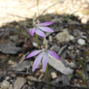 Caladenia carnea at Burrinjuck, NSW - 28 Sep 2016