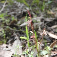 Cyrtostylis reniformis (Common Gnat Orchid) at Burrinjuck Nature Reserve - 28 Sep 2016 by RyuCallaway