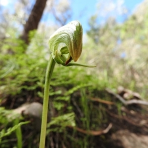 Pterostylis nutans at Burrinjuck, NSW - 28 Sep 2016