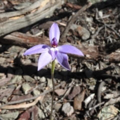Glossodia major (Wax Lip Orchid) at Burrinjuck, NSW - 28 Sep 2016 by RyuCallaway