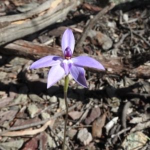 Glossodia major at Burrinjuck, NSW - suppressed