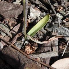 Glossodia major at Burrinjuck, NSW - 28 Sep 2016