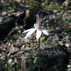Caladenia carnea (Pink Fingers) at Burrinjuck, NSW - 28 Sep 2016 by ArcherCallaway