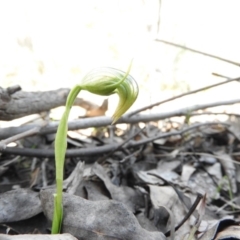 Pterostylis nutans (Nodding Greenhood) at Burrinjuck, NSW - 28 Sep 2016 by ArcherCallaway