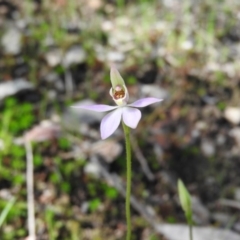 Caladenia carnea (Pink Fingers) at Burrinjuck Nature Reserve - 28 Sep 2016 by RyuCallaway