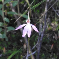 Caladenia carnea at Burrinjuck, NSW - suppressed