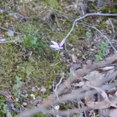 Glossodia major (Wax Lip Orchid) at Burrinjuck Nature Reserve - 28 Sep 2016 by RyuCallaway