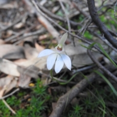 Caladenia carnea (Pink Fingers) at Burrinjuck Nature Reserve - 28 Sep 2016 by RyuCallaway