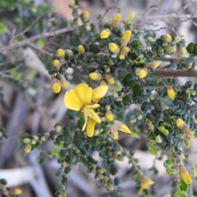 Bossiaea foliosa (Leafy Bossiaea) at Burrinjuck Nature Reserve - 28 Sep 2016 by RyuCallaway