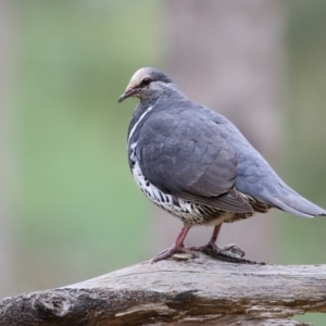 Leucosarcia melanoleuca at Wonboyn, NSW - 9 Nov 2016