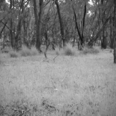 Wallabia bicolor (Swamp Wallaby) at Mulligans Flat - 8 Nov 2016 by MulligansFlat1