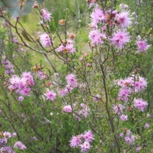 Kunzea parvifolia at Kambah, ACT - 9 Nov 2016 11:35 AM