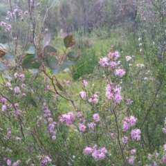 Kunzea parvifolia at Kambah, ACT - 9 Nov 2016 11:35 AM