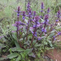 Ajuga australis (Austral Bugle) at Mount Ainslie - 8 Nov 2016 by SilkeSma