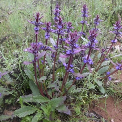 Ajuga australis (Austral Bugle) at Majura, ACT - 9 Nov 2016 by SilkeSma