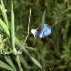 Lathyrus angulatus (Angular Pea) at Mount Ainslie - 8 Nov 2016 by SilkeSma