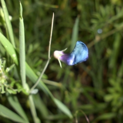 Lathyrus angulatus (Angular Pea) at Mount Ainslie - 8 Nov 2016 by SilkeSma