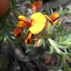 Pultenaea procumbens (Bush Pea) at Mount Ainslie - 9 Nov 2016 by SilkeSma