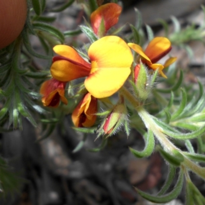 Pultenaea procumbens (Bush Pea) at Mount Ainslie - 9 Nov 2016 by SilkeSma