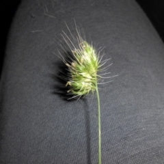 Cynosurus echinatus (Rough Dog's Tail Grass) at Mount Ainslie - 9 Nov 2016 by SilkeSma