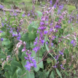 Veronica perfoliata at Googong, NSW - 9 Nov 2016