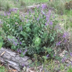 Veronica perfoliata at Googong, NSW - 9 Nov 2016 09:29 PM