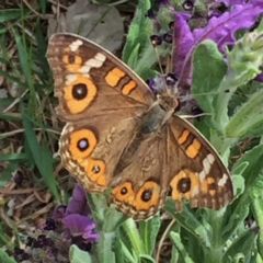 Junonia villida (Meadow Argus) at Googong, NSW - 9 Nov 2016 by Wandiyali