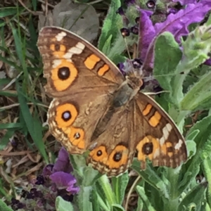 Junonia villida at Googong, NSW - 9 Nov 2016