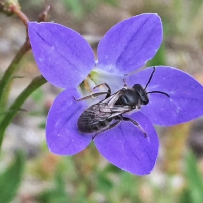 Lasioglossum (Chilalictus) lanarium (Halictid bee) at QPRC LGA - 9 Nov 2016 by Wandiyali