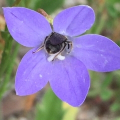 Lasioglossum (Chilalictus) lanarium at Googong, NSW - 9 Nov 2016