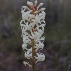 Stackhousia monogyna (Creamy Candles) at Pine Island to Point Hut - 28 Oct 2016 by michaelb