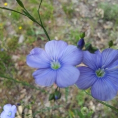 Linum marginale (Native Flax) at Kambah, ACT - 9 Nov 2016 by RosemaryRoth