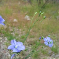 Linum marginale at Kambah, ACT - 9 Nov 2016