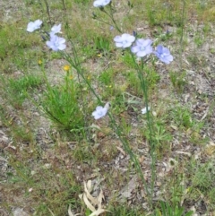 Linum marginale at Kambah, ACT - 9 Nov 2016