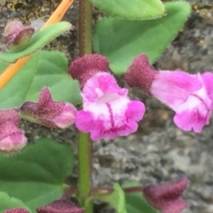 Scutellaria humilis (Dwarf Skullcap) at QPRC LGA - 9 Nov 2016 by Wandiyali