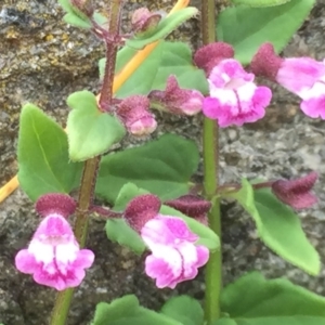 Scutellaria humilis at Googong, NSW - 9 Nov 2016