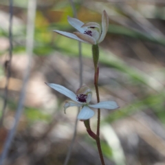 Caladenia cucullata (Lemon Caps) at Black Mountain - 6 Nov 2016 by David