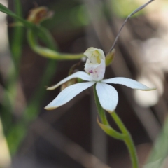 Caladenia moschata (Musky Caps) at Black Mountain - 6 Nov 2016 by David