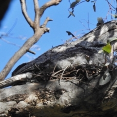 Podargus strigoides (Tawny Frogmouth) at Goorooyarroo NR (ACT) - 6 Nov 2016 by JohnBundock