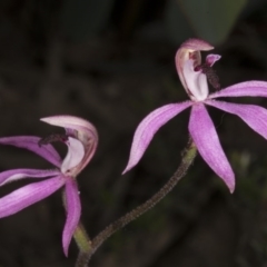 Caladenia congesta (Pink Caps) at Aranda, ACT - 8 Nov 2016 by DerekC