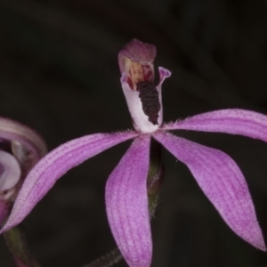 Caladenia congesta at Aranda, ACT - 8 Nov 2016