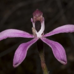 Caladenia congesta (Pink Caps) at Black Mountain - 8 Nov 2016 by DerekC