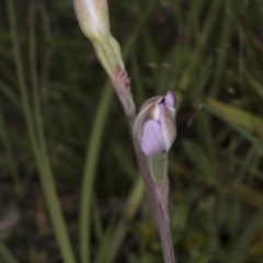 Thelymitra sp. (A Sun Orchid) at Mulligans Flat - 9 Nov 2016 by DerekC