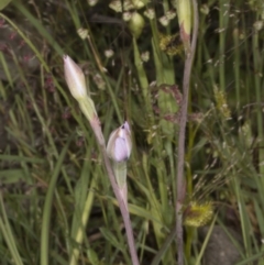 Thelymitra sp. at Sutton, NSW - 9 Nov 2016