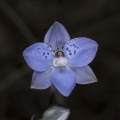 Thelymitra juncifolia (Dotted Sun Orchid) at Black Mountain - 8 Nov 2016 by DerekC