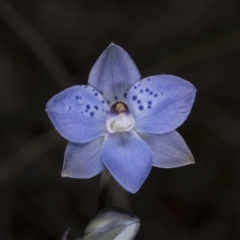 Thelymitra juncifolia (Dotted Sun Orchid) at Acton, ACT - 8 Nov 2016 by DerekC