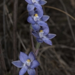 Thelymitra peniculata (Blue Star Sun-orchid) at Black Mountain - 8 Nov 2016 by DerekC