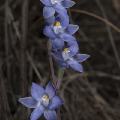 Thelymitra peniculata (Blue Star Sun-orchid) at Black Mountain - 8 Nov 2016 by DerekC